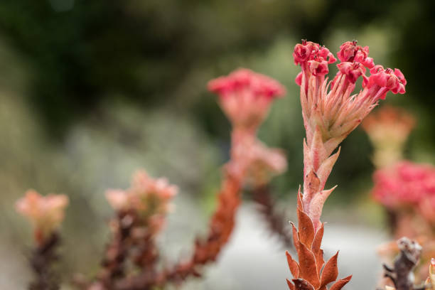 Unusual flora seen in the Isles of Scilly