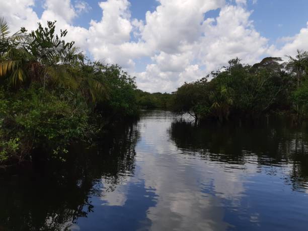istock AMAZONICA REGION - TAPAJOS - FOR 1019535356