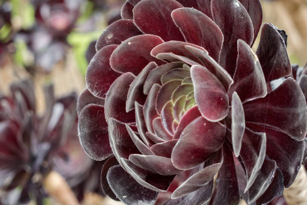 Close detail of the black aeonium succulent flower head