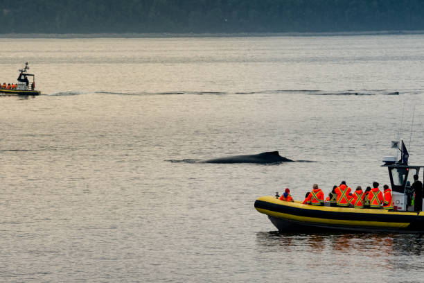 istock Zodiac Boats with Unrecognizable Passengers Whale Watching a Humpback Whale 1019539644