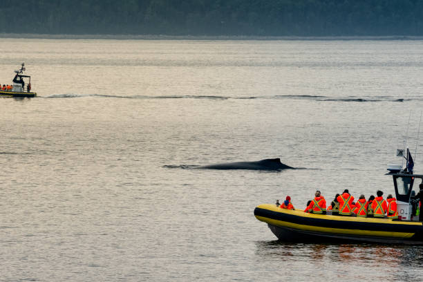 Group of fast boats with passengers watching a humpback whale basking on the surface