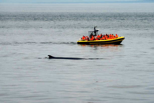 istock Zodiac Boats with Unrecognizable Passengers Whale Watching a Humpback Whale 1019539712