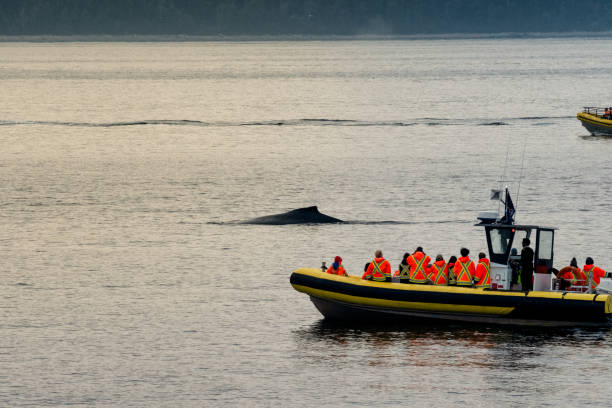 istock Zodiac Boats with Unrecognizable Passengers Whale Watching a Humpback Whale 1019539720