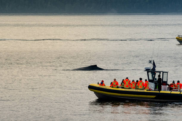 istock Zodiac Boats with Unrecognizable Passengers Whale Watching a Humpback Whale 1019539728
