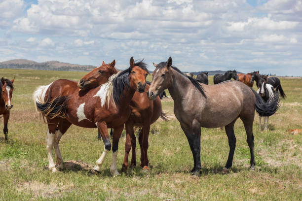 istock Wild Horses in the Utah Desert 1019542172