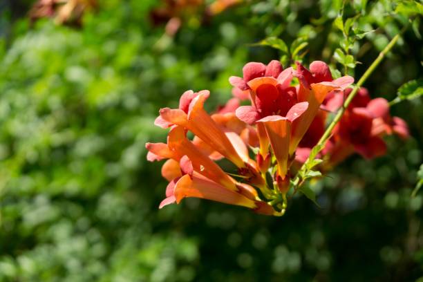 istock Trumpet vine tree flowers. 1019544502