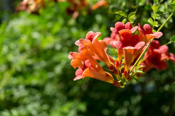 istock Trumpet vine tree flowers. 1019544506