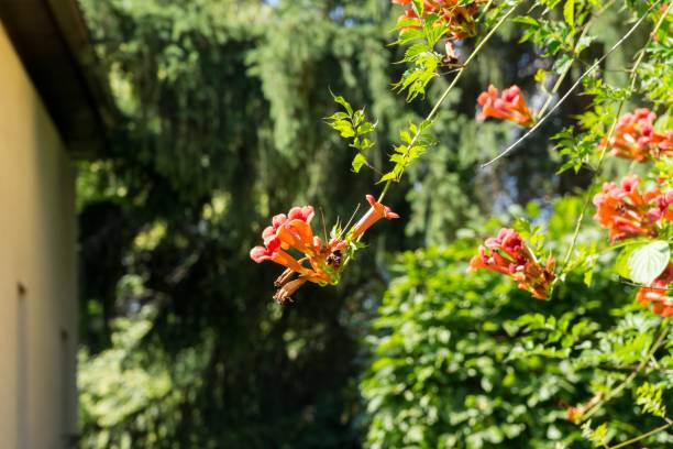 istock Trumpet vine tree flowers. 1019544536