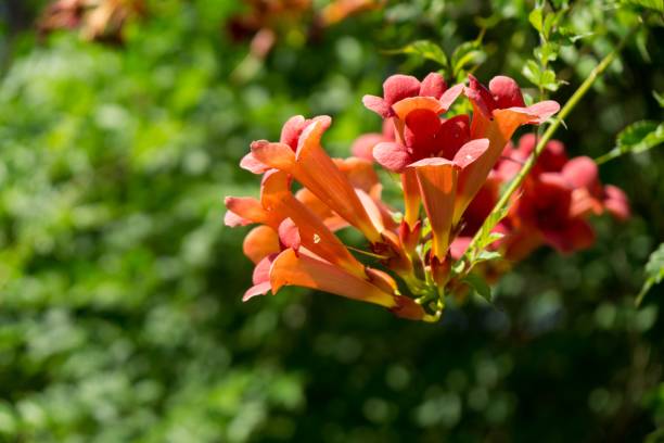 istock Trumpet vine tree flowers. 1019544544