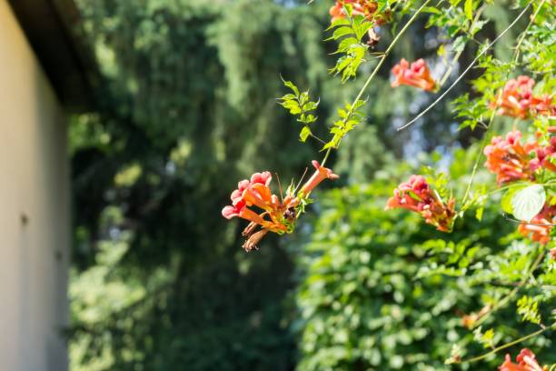istock Trumpet vine tree flowers. 1019544548