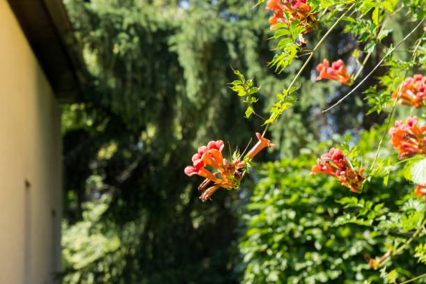 istock Trumpet vine tree flowers. 1019544552