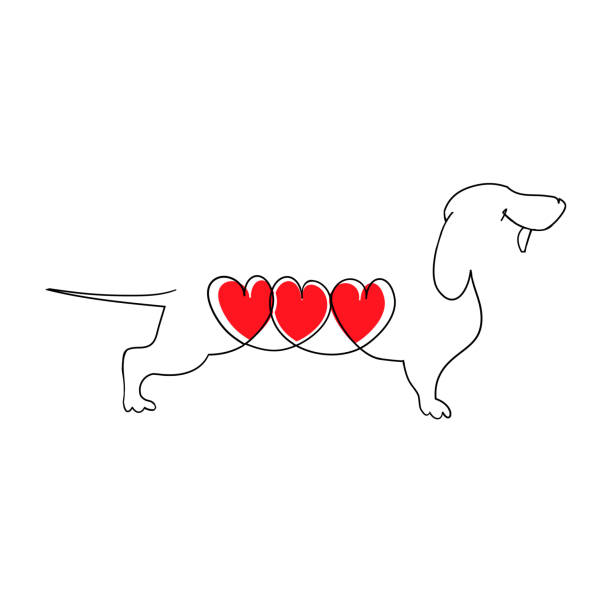 3 つの心とのダックスフント。恋漫画ダックスフント。犬の心。フラット スタイルのベクトル図です。手白、ロゴ、t シャツのデザインを描画ベクトル図が分離されました。 - animal backgrounds canine dachshund点のイラスト素材／クリップアート素材／マンガ素材／アイコン素材