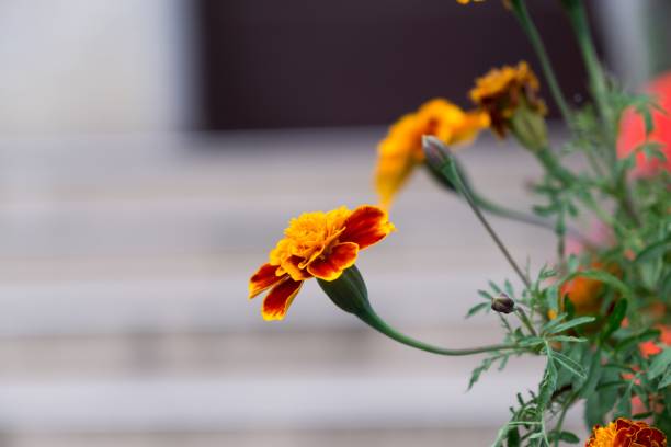 istock Colorful flowers. Slovakia 1019545056