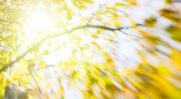 istock blur of yellow leaves 1019553686