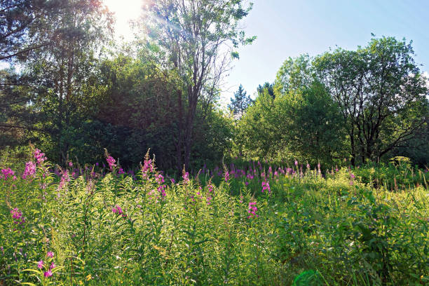 istock Summer landscape at the edge of the forest 1019553798