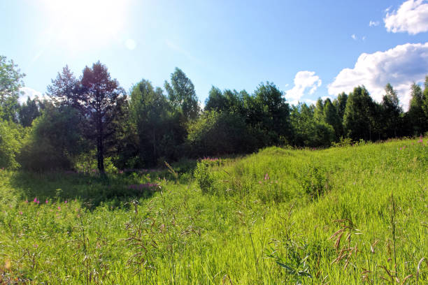 istock Summer landscape at the edge of the forest 1019553822