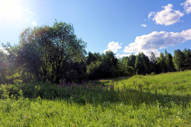 istock Summer landscape at the edge of the forest 1019553862