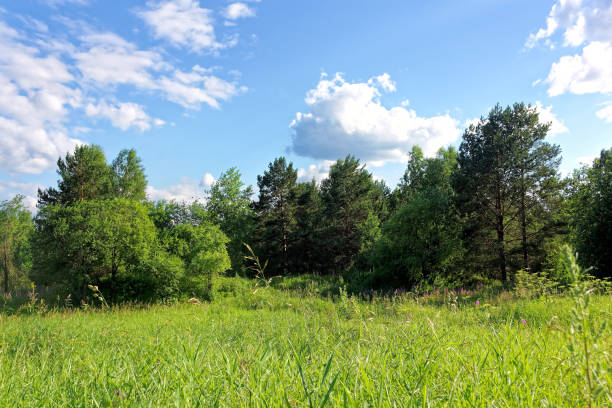 istock Summer landscape at the edge of the forest 1019553896