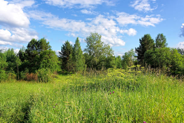 istock Summer landscape at the edge of the forest 1019553908
