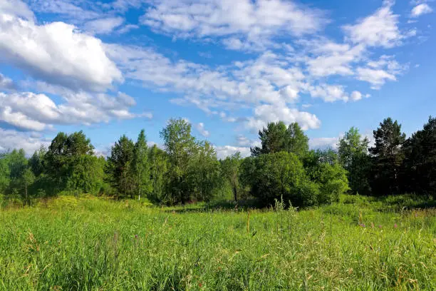 Beautiful summer landscape. Edge of the forest and wild flowers. White fluffy clouds in the blue sky. Rural landscape.