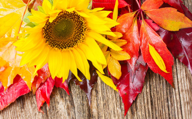 istock fall sunflowers and leaves 1019554248