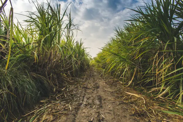iamge of Sugarcane fields alongside the pathway on a rainy morning