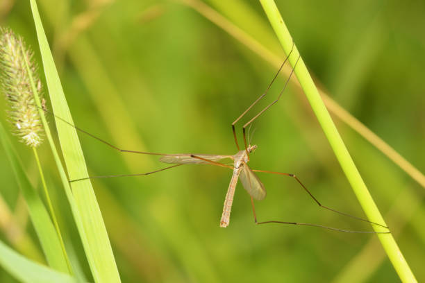 istock Big mosquito crawling in the grass. 1019556774