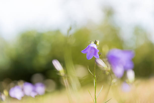 close-up of purple bellflower