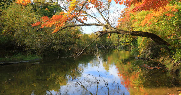 istock Colorful autumn scene by a small creek 1019559712