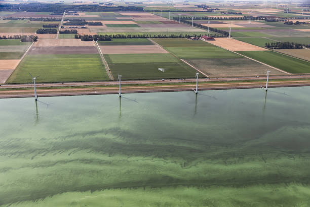 niederländischen küste im heißen sommer, meer, mit blau - grüne algen - algae slimy green water stock-fotos und bilder