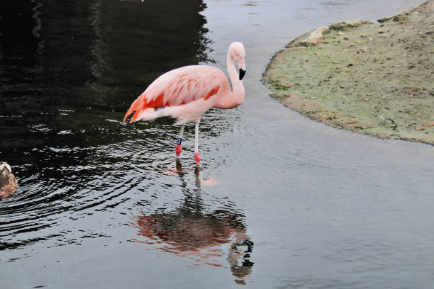 istock A view of a Flamingo 1019562618