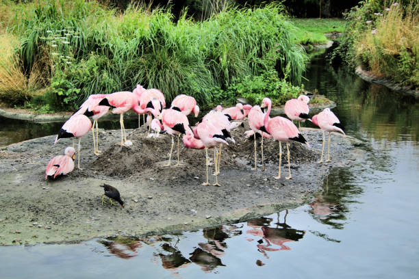 홍학의 무리의 보기 - freshwater bird animals in the wild feather animal leg 뉴스 사진 이미지