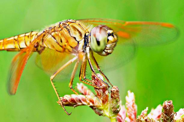 istock Closed up dragonfly and transparent wings on grass. 1019562656