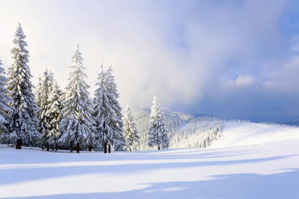 広い芝生の上は、凍るような冬の日に雪の中に立っている多くのモミの木があります。光と影のゲームは美しくボリュームで再生されます。美しい冬の背景。 - snowmobiling snow winter mountain ストックフォトと画像