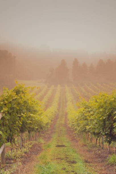 istock Foggy Morning at the Vineyard 1019562776