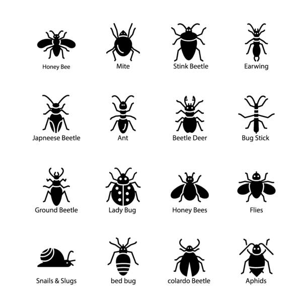 Garden Bugs Icon Here is a set of garden bug glyph vector icons.You can find almost any kind of insect icon belonging to the nature. This icon set is perfect for your dire needs of representing the soft side of the fauna. ground beetle stock illustrations