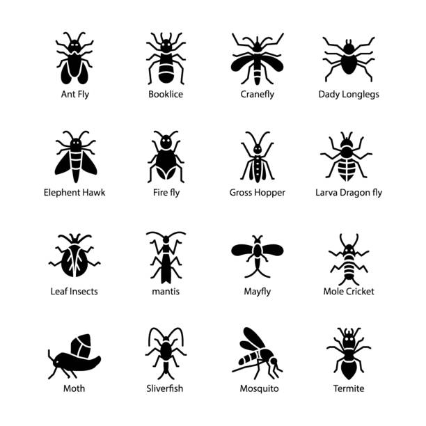 ilustraciones, imágenes clip art, dibujos animados e iconos de stock de icono de glifo bug - grillotalpa