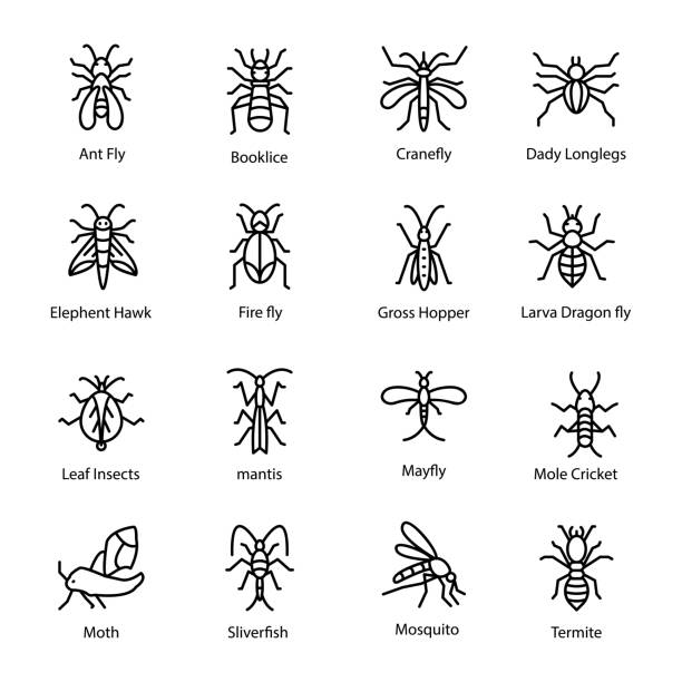 ilustraciones, imágenes clip art, dibujos animados e iconos de stock de insectos y los iconos de error - grillotalpa
