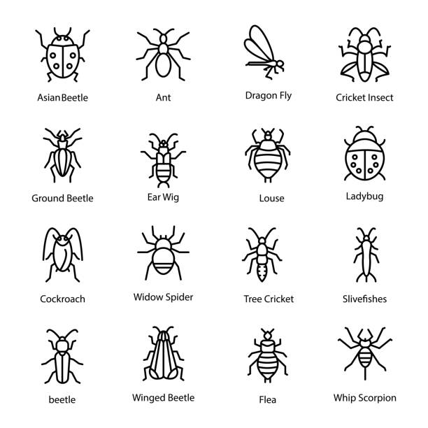 Insect And Bug Icons Here is a set of garden bug line vector icons.You can find almost any kind of insect icon belonging to the nature. This icon set is perfect for your dire needs of representing the soft side of the fauna. ground beetle stock illustrations