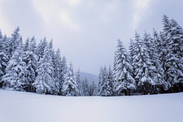 no amplo gramado há muitos pinheiros em pé sob a neve no dia gelado de inverno. o jogo de luz e sombra maravilhosamente brinca com volumes. fundo de inverno de bonito. - rural scene winter outdoors horizontal - fotografias e filmes do acervo