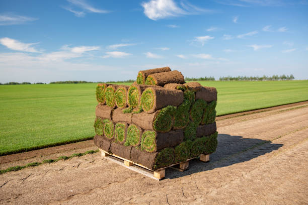 rolls of turf stacked in preparation ready to be laid in ground lawn - sod field imagens e fotografias de stock