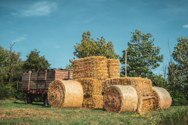istock Tractor made of hay 1019569586