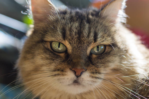 portrait of a cat close-up striped looking at the camera on the street