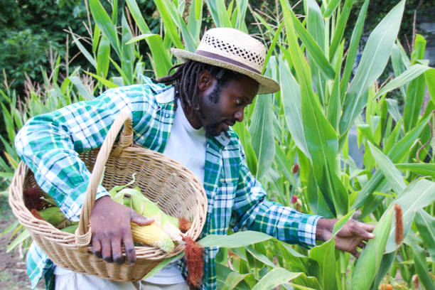 istock Harvesting maize on a farm 1019572860