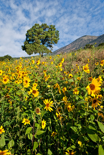 The Common Sunflower (Helianthus annus), a wild native of the American Southwest, is a member of the Asteraceae family. It has a well-known characteristic, called heliotropism, of pivoting its leaves and buds to track the path of the sun from sunrise to sunset. Once the flowers open, they are oriented to the east to greet the rising sun. The common sunflower thrives in the dry, brown disturbed soils of the southwest, turning the arid landscape into a shimmering yellow carpet that attracts wildlife, insects and human visitors alike. In Northern Arizona, the Navajo ancestors extracted a dark red dye from the outer seed coats and the Hopi cultivated a purple sunflower to make a special dye. The sunflower seed was an important food source for most North American tribes. The sunflower, with its large yellow flowers, is also an iconic art symbol and the state flower of Kansas. After the Summer Monsoon rains bring moisture to the region, sunflowers bloom in fields all over Northern Arizona. This lone tree, surrounded by a field of sunflowers, was photographed at Campbell Meadows in Flagstaff, Arizona, USA.