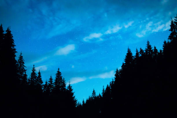 foresta nera con alberi sul cielo notturno blu - black forest forest sky blue foto e immagini stock