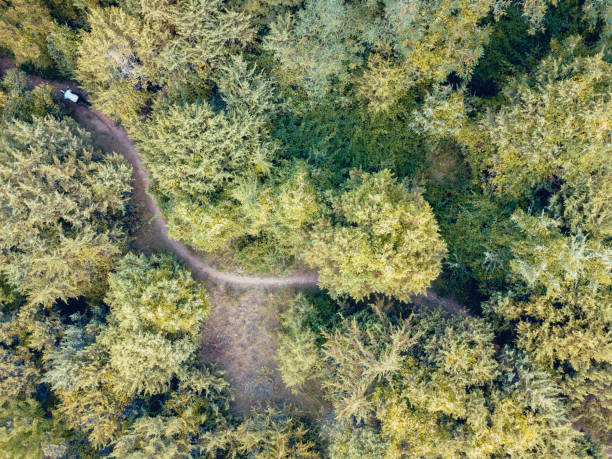 Man riding bike in forest from above