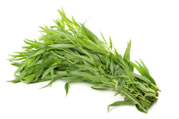 istock Tarragon leaves ( Artemisia dracunculus ) isolated on white background 1019581476