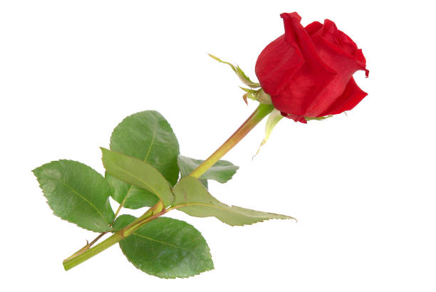 istock Red rose with green leaves 1019581546
