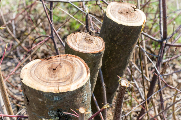 istock Trunks of trimmed trees 1019581620